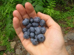 blueberriesinhand.jpg