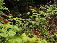 black-raspberries.jpg